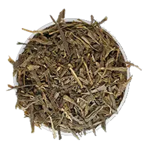 Zelený čaj (Camellia sinensis) – surovina čajov Lovare