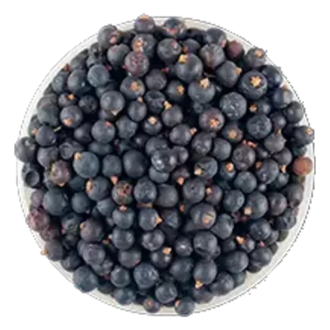 Borievka (Juniperus communis) – surovina čajov Lovare