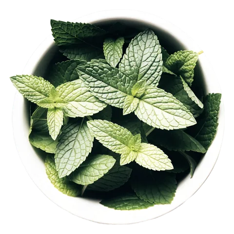 Citrónová mäta (Mentha × piperita f. citrata) – surovina čajov Lovare