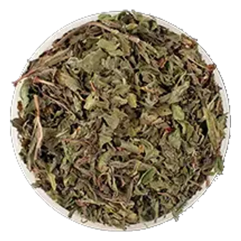 Mäta pieporná (Mentha × piperita) – surovina čajov Lovare