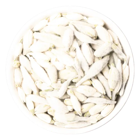Biely čaj (Camellia sinensis) – surovina čajov Lovare